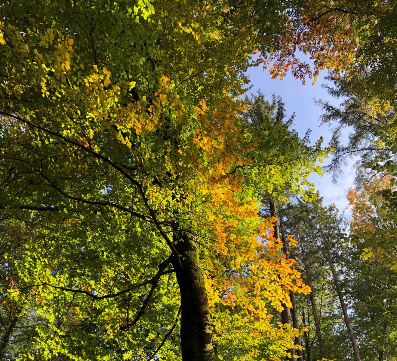 Bunt sind schon die Wälder