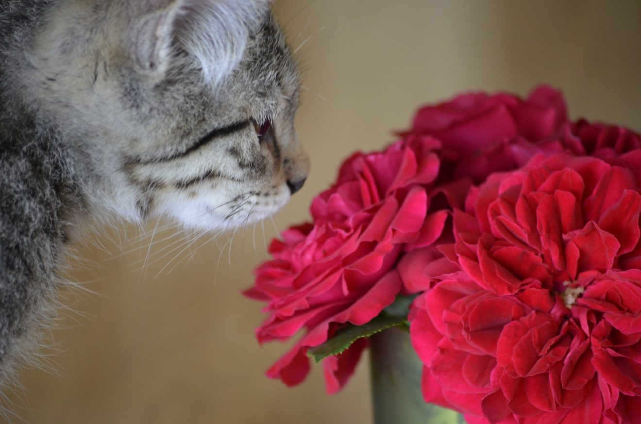 2021-05-10 Pixabay Rose mit Katze Kadres